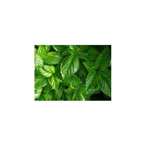 Napoletano Basil Seeds for Planting [neera-v5-14af2537624269191b5e]