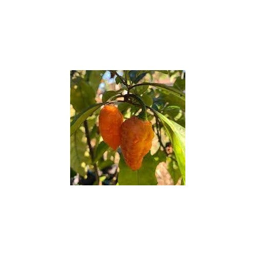 Pepper Seeds for Planting, 100 pcs [neera-v5-14b3f3e3f5b9897ea478]