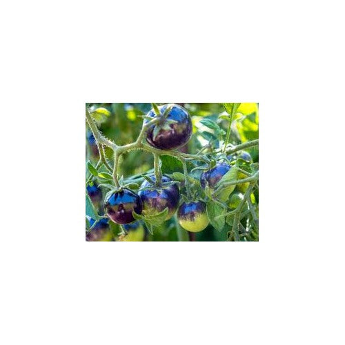 Violet Green Tomato Seeds for Planting [neera-v5-14b617ac092a1c0e3bb7]