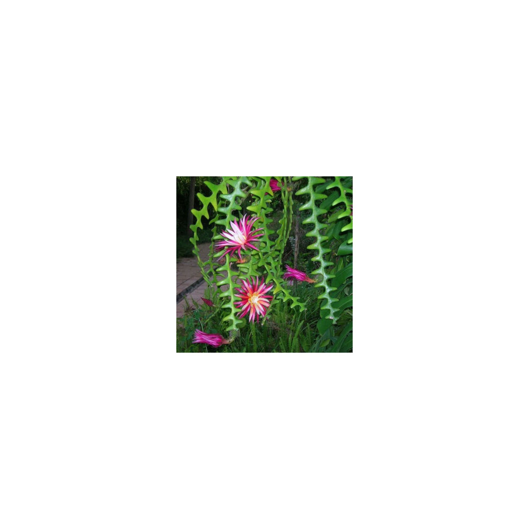Heirloom Epiphyllum Anguliger Plant Non Gmo Fishbone Cactus Unique Indoor And Garden Planting [neera-v5-14bb01818fd4c551e30c]