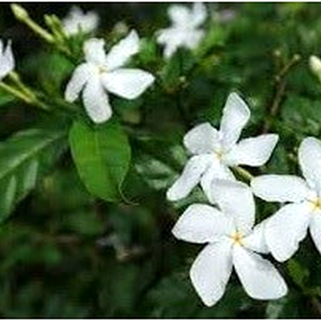 Tabernaemontana Flower Seeds [neera-v5-14c3ddc7a15b126b7699]