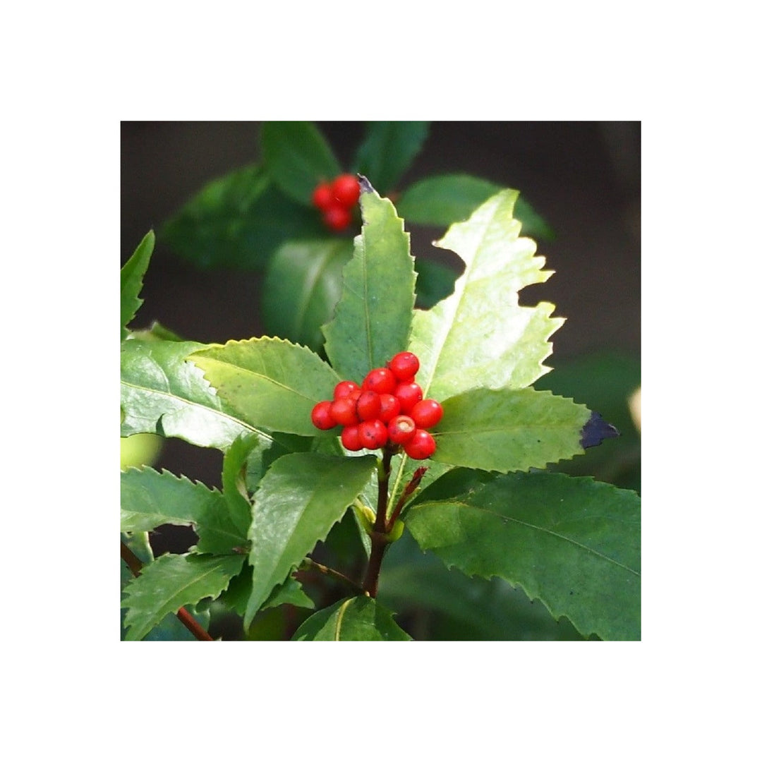 Sarcandra Glabra Plant Heirloom Non Gmo Planting Flower Seeds for Home Garden Planting, Colorful [neera-v5-14d42a4f8c8268cf906b]