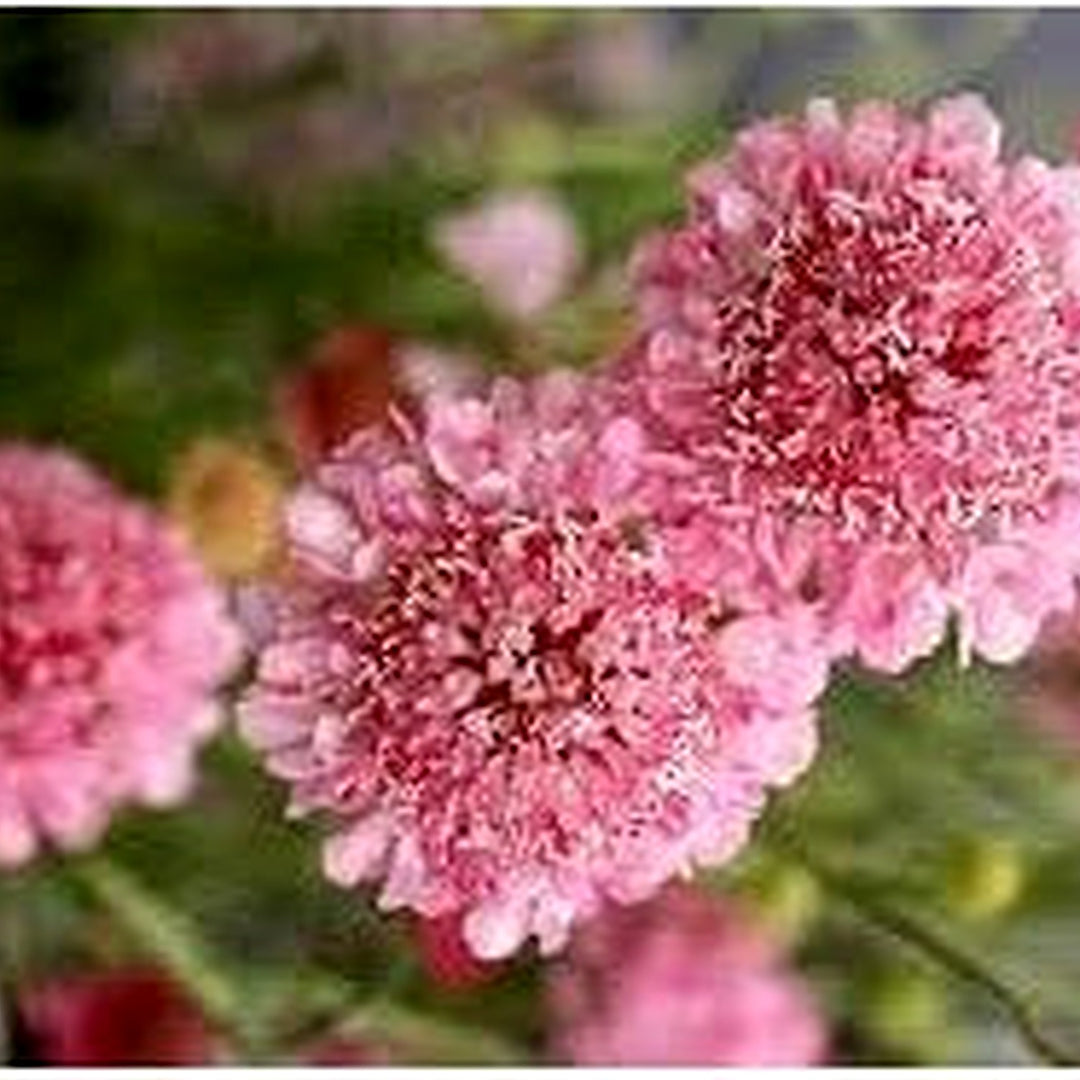 Heirloom Pincushion Flower Seeds for Garden Planting, Non-GMO, Scabiosa Blooms for Cut Flower Gardens [neera-v5-14d53e49a8ba92fb93dc]