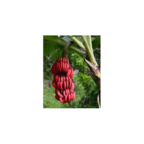 Red Dacca (Red Banana) Fruit Seeds for Planting [neera-v5-14da1d20fc98a76fdf8b]