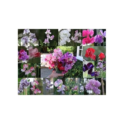 Pea Flower Seeds Heirloom Non GMO Planting [neera-v5-14de8045d8748c369ea6]