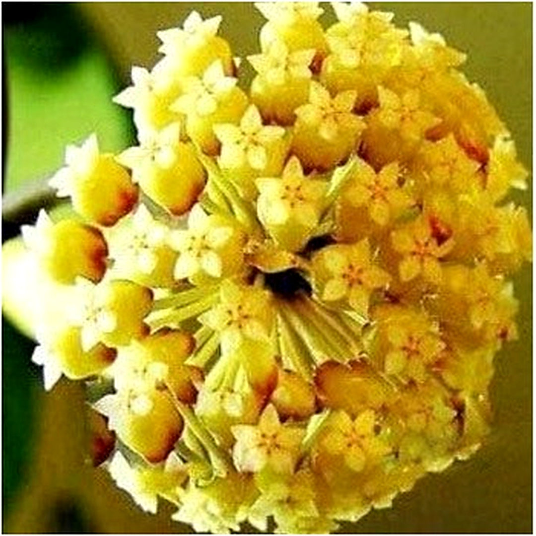 Organic Yellow Hoya Carnosa Flower Seeds for Planting [neera-v5-14e8542348fe50da69da]