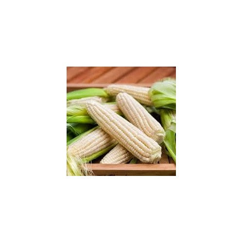 Zucchini Vegetable Seeds for Planting [neera-v5-14ed8aaf396ffa8f0eb0]