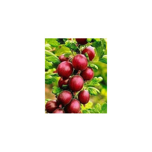 Hinnomaki Red Gooseberry Fruit Seeds for Planting [neera-v5-15063d680f90037f84d0]