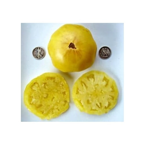 Yellow Dixie Golden Giant Seeds for Planting [neera-v5-151bac3d3e05fcfa9114]