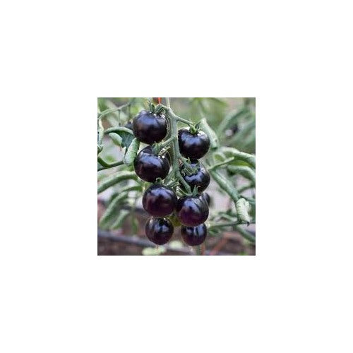 Black Cherry Tomato Vegetable Seeds for Planting [neera-v5-15260f8093b211ea252b]