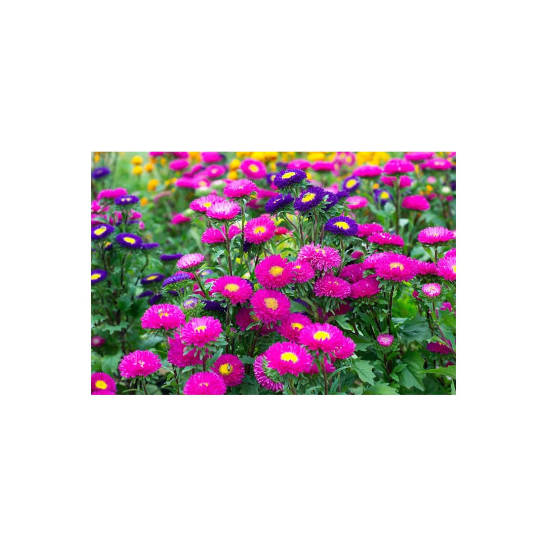 Aster Velvet Summer Mixed Colors Flower Flower Seeds for Home Garden Planting, Blooming Organic [neera-v5-1527b99dd16e47e79909]