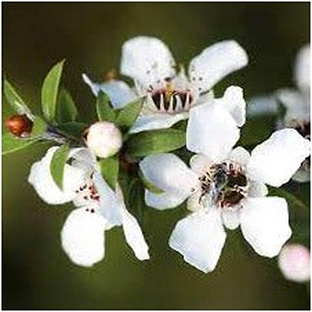 White Yellow Walter Mains Flower Growing And Flowers Flower Seeds Home Garden Planting, [neera-v5-1540a8713b1d2f8b5301]