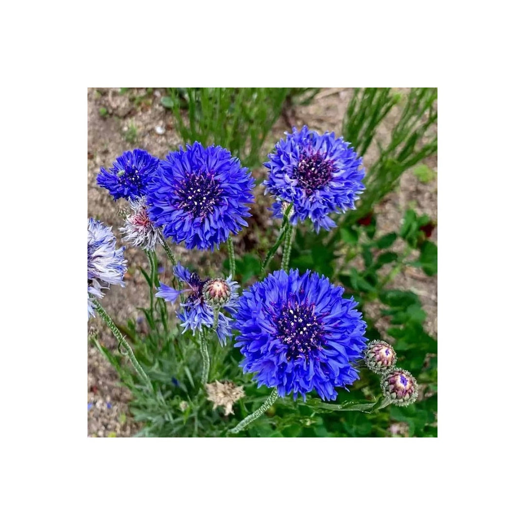 Bachelor Button Centaurea Cyanus High Mixed Flower For Planting Tall Blooms For Garden Beds [neera-v5-1543e36433a70677987c]