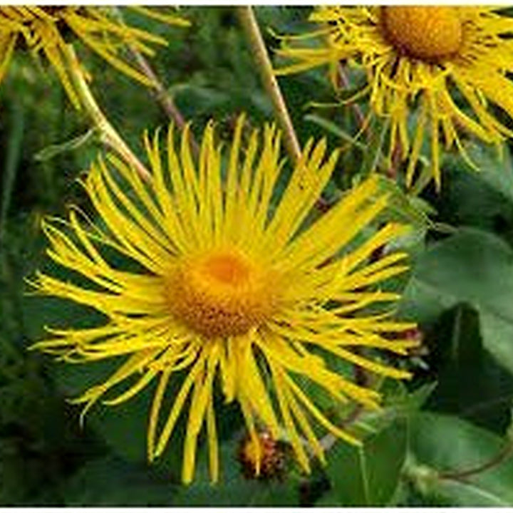 Enula Asteraceae Flower Seeds for Planting [neera-v5-154a6b0c4186b1bad722]