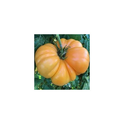 Light Yellow Giant Belgium Tomato Seeds [neera-v5-15599d2d252e3ba42e8f]