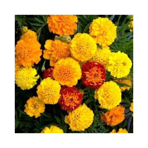 French Marigold Petite Mix Double Dwarf Flowers Heirloom Usa Non Gmo Easy To Grow Annual Blooms [neera-v5-156d427280d0901a2883]