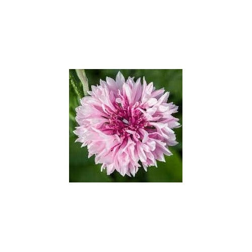 Cornflower Planting Seeds heirloom &amp; Non-GMO Seeds [neera-v5-156f2813491d6867be32]