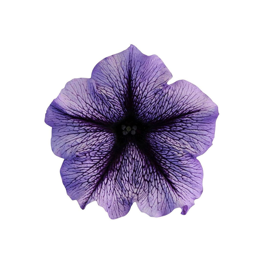 Purple Futaba Petunia Kabloom Calibrachoa Tinted For Planting Heirloom Non Gmo Flower Seeds for [neera-v5-1573669221f5b6d7f137]
