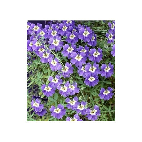 Dark Blue Nasturtium Flower Seeds [neera-v5-1573fd556ffcced3a798]
