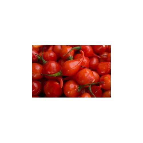 Peppers Mata Frade Vegetable Seeds for Planting [neera-v5-15753a2a2ba41bc214d2]
