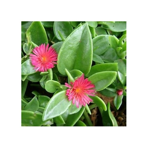 Rose Aptenia Plant Seeds for Planting Non-GMO Heirloom Garden Seeds for Growing Beautiful Flowers [neera-v5-157745456dc290d3d12c]