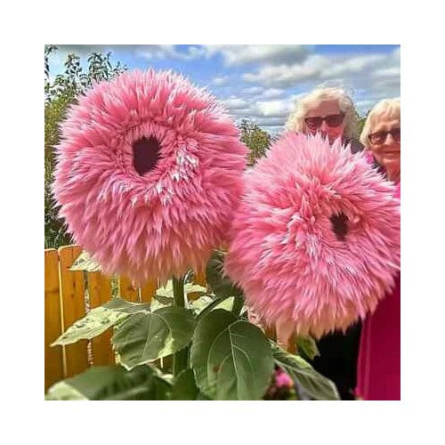 Pink Giant Teddy Bear Sunflower Planting Heirloom Non Gmo Flower Seeds Home Garden [neera-v5-157e0b6c9b65f2ce8b7c]