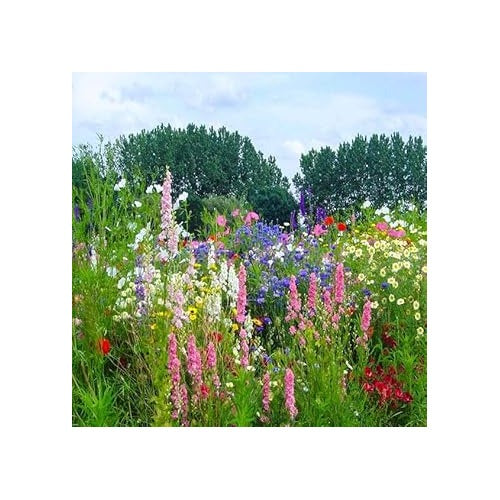 Heirloom Non-GMO Lavender Flower Seeds Mixed Colors for Garden Planting [neera-v5-158f16cc0c222ec84512]