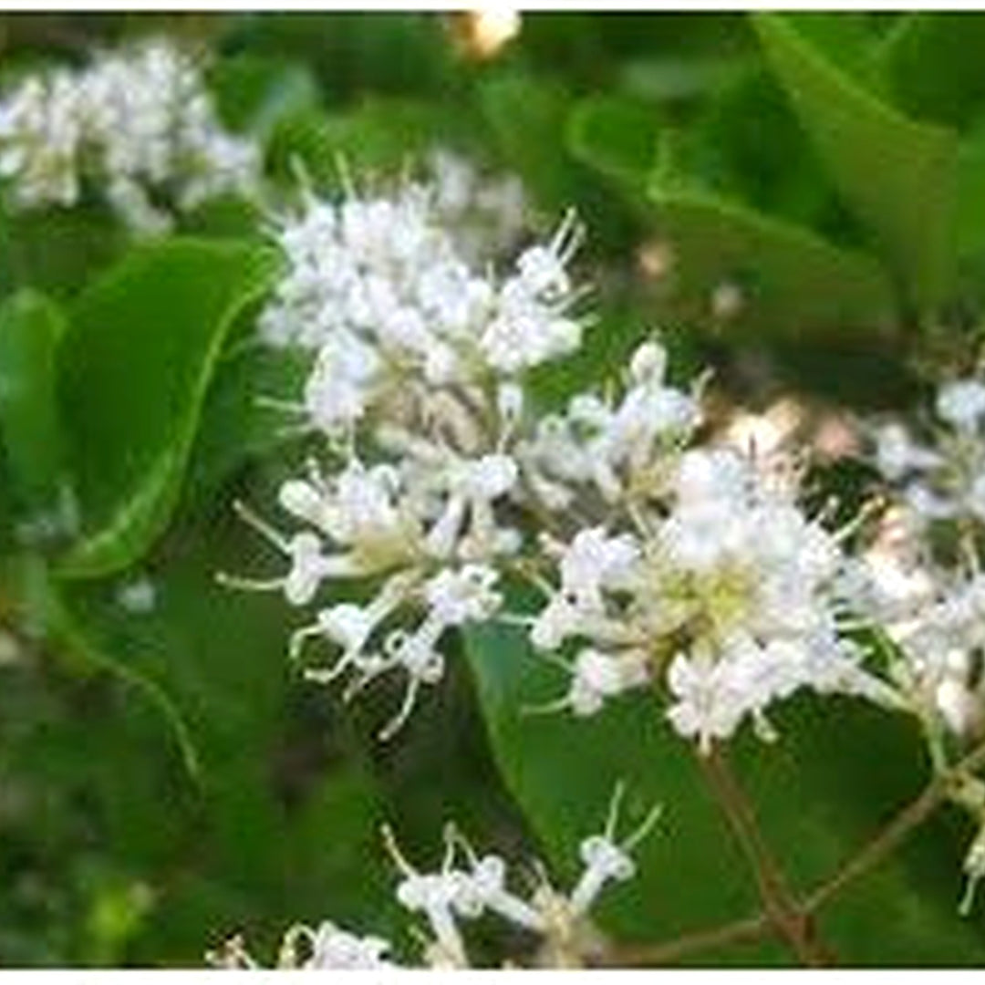 Heirloom Non-GMO White Privet Flower Seeds for Planting [neera-v5-159267f703760e77d87d]
