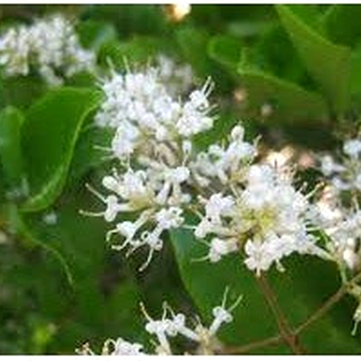 Heirloom Non-GMO White Privet Flower Seeds for Planting [neera-v5-159267f703760e77d87d]