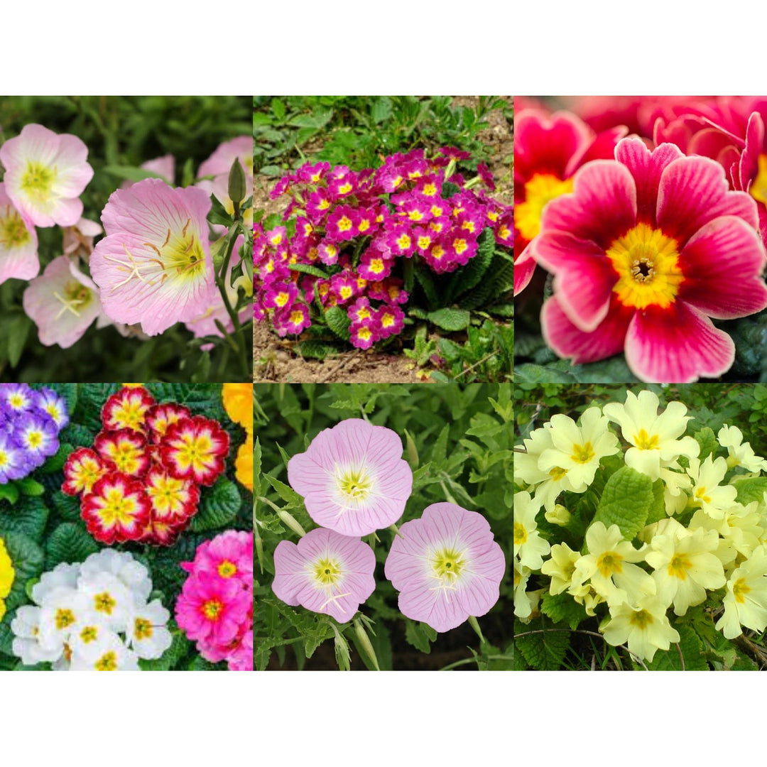 Primrose Primula Vulgaris Mini Flower For Planting In Home Garden Or Shaded Containers Flower Seeds [neera-v5-159af8ad01d5f162c36c]