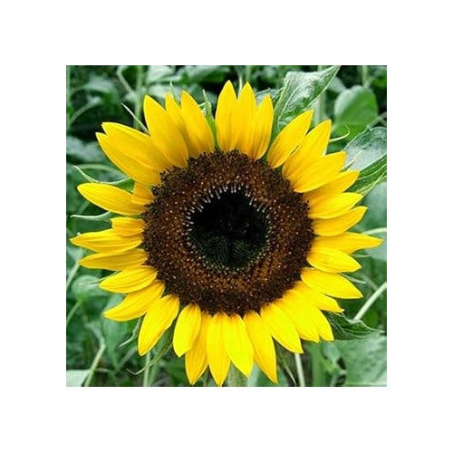 Yellow Sunflower Heirloom Non-GMO Seeds for Planting [neera-v5-159c39b9f0fa0bd78b5b]