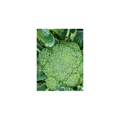 Broccoli Vegetable Seeds for Planting [neera-v5-15a4e53015075f1fa6ae]