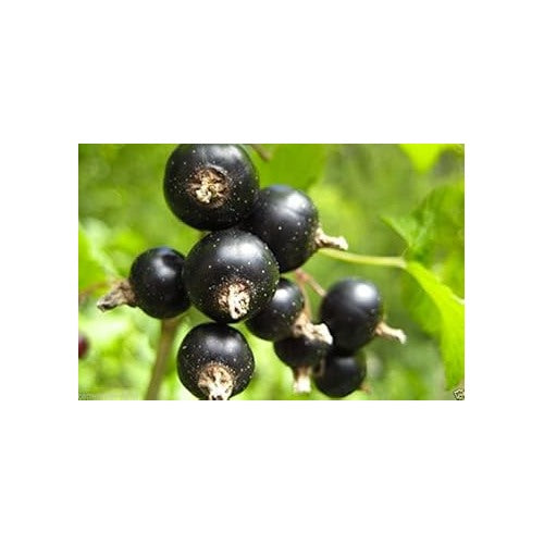 Black Gooseberry Fruit Seeds for Planting [neera-v5-15c8adb200adbfdd1ce9]
