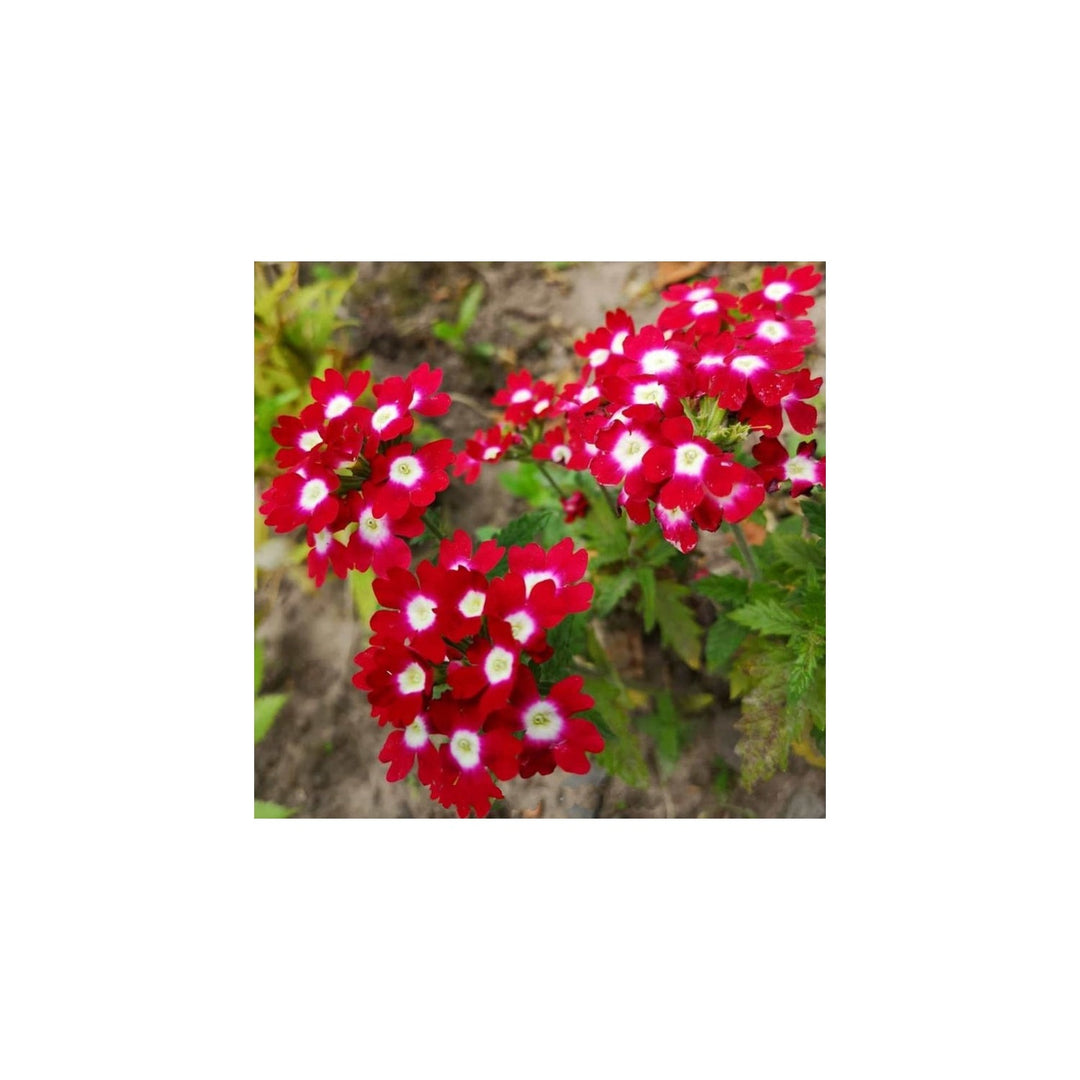 Red Verbena Flower For Planting Heirloom Non Gmo Organic Flower Seeds for Home Garden Planting, [neera-v5-15ced75344ef1bfef50e]