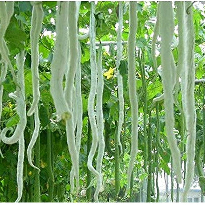 White Long Snake Gourd Seeds for Planting [neera-v5-15d8de4071d6074c643c]