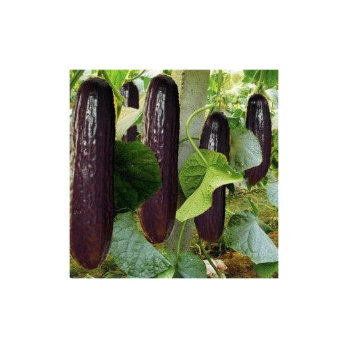 Indian Black Cucumber Seeds for Planting [neera-v5-15da302fd7fe28ffa80f]