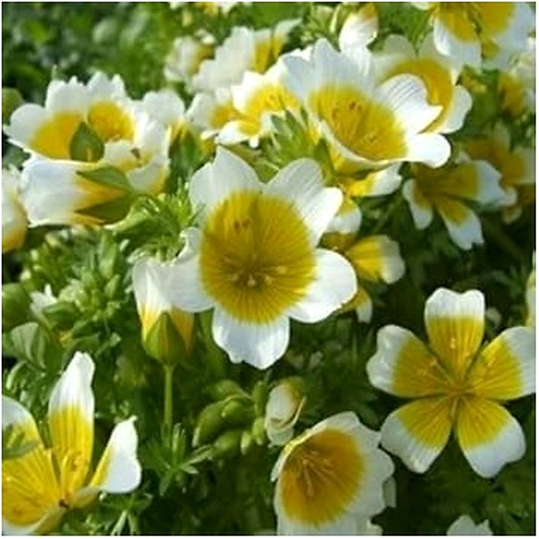 Yellow White Limnanthes Douglasii Flower For Planting Flower Seeds for Home Garden Planting, [neera-v5-15da6280df58b0fcb9a7]
