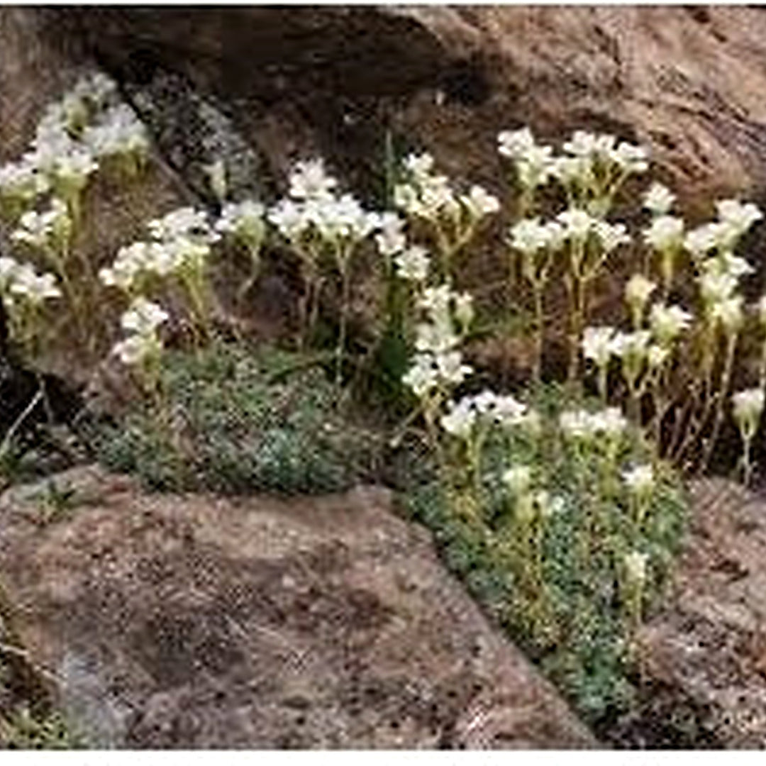Heirloom White Blush Saxifraga Flower Seeds for Planting [neera-v5-15e70b9fedbd866de488]