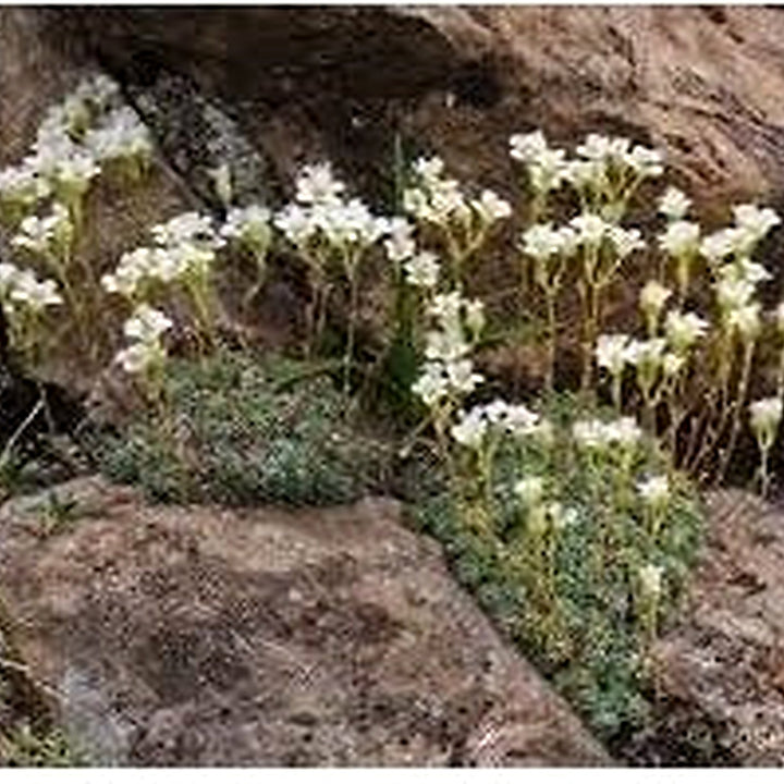 Heirloom White Blush Saxifraga Flower Seeds for Planting [neera-v5-15e70b9fedbd866de488]