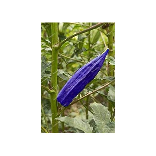 Okra Blue Variety Seeds for Planting [neera-v5-15e81983d051ff232d65]
