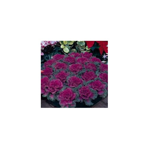 Pink Nagoya Kale Seeds for Planting [neera-v5-15e90f2712ea6dee0339]