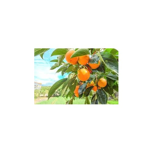 Japanese Persimmon Seeds (Diospyros kaki) for Planting [neera-v5-15eb1c395a27f10b0498]