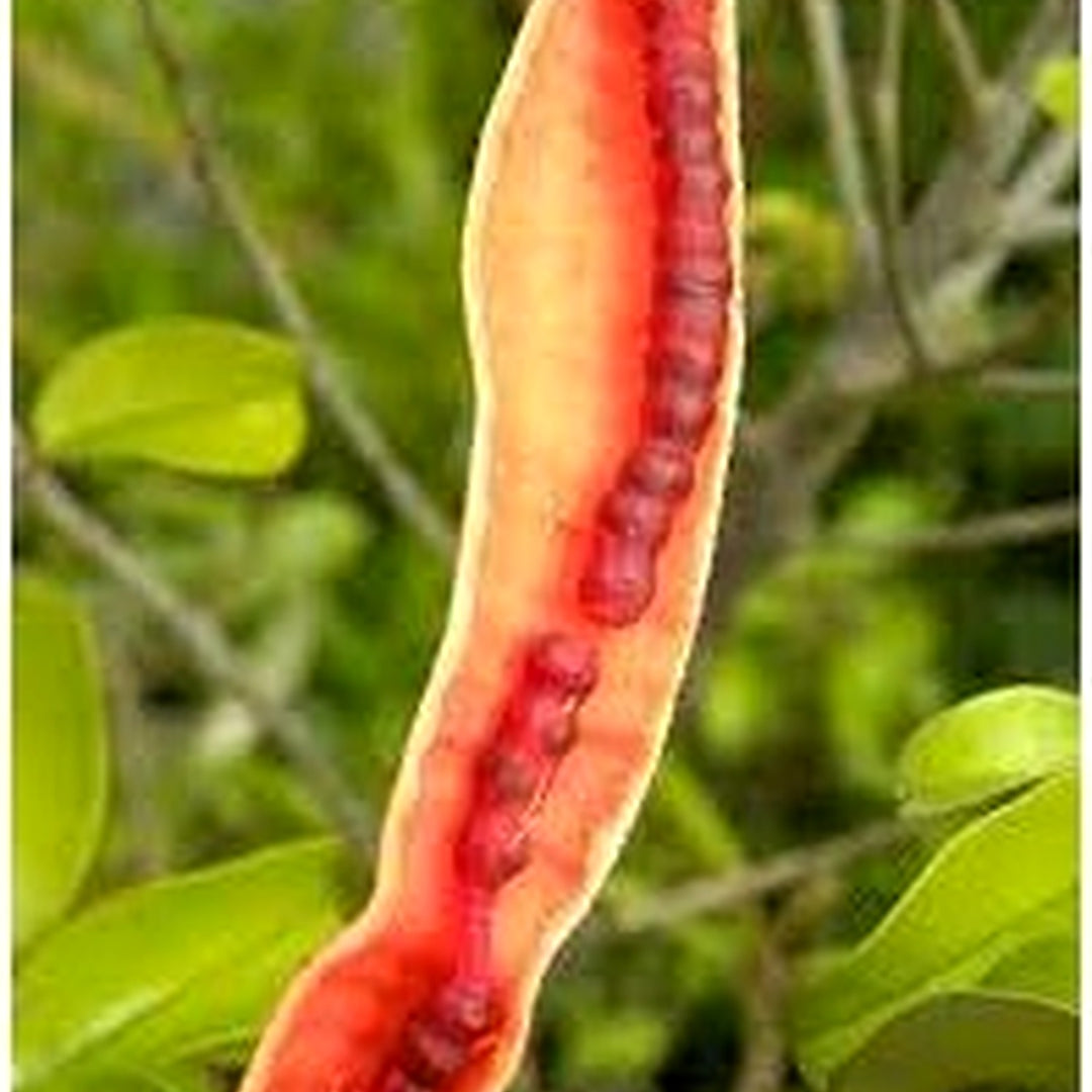 Capparis cynophallophora Jamaican Caper Seeds for Planting [neera-v5-15f800633e46d3e98349]