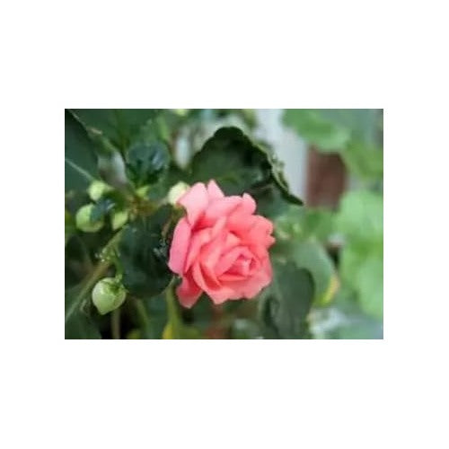 Heirloom Peach Balsam Camellia Flower Seeds [neera-v5-16184777d7e5c6a4c9dd]