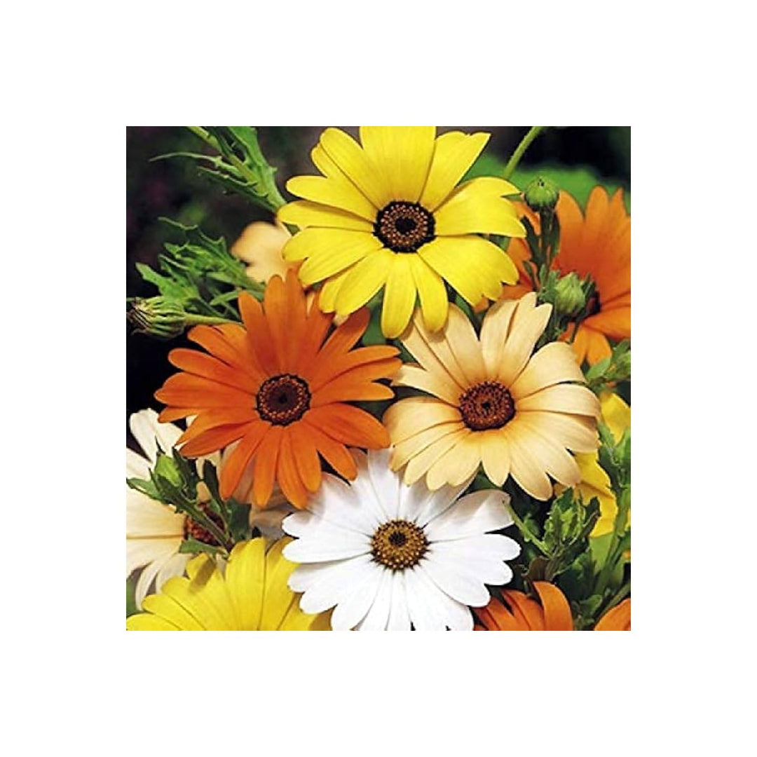 Orange Yellow African Daisy Dimorphotheca Sinuata Mix Flower For Planting In Home Garden Beds [neera-v5-161e1082ff3137f0a3fa]