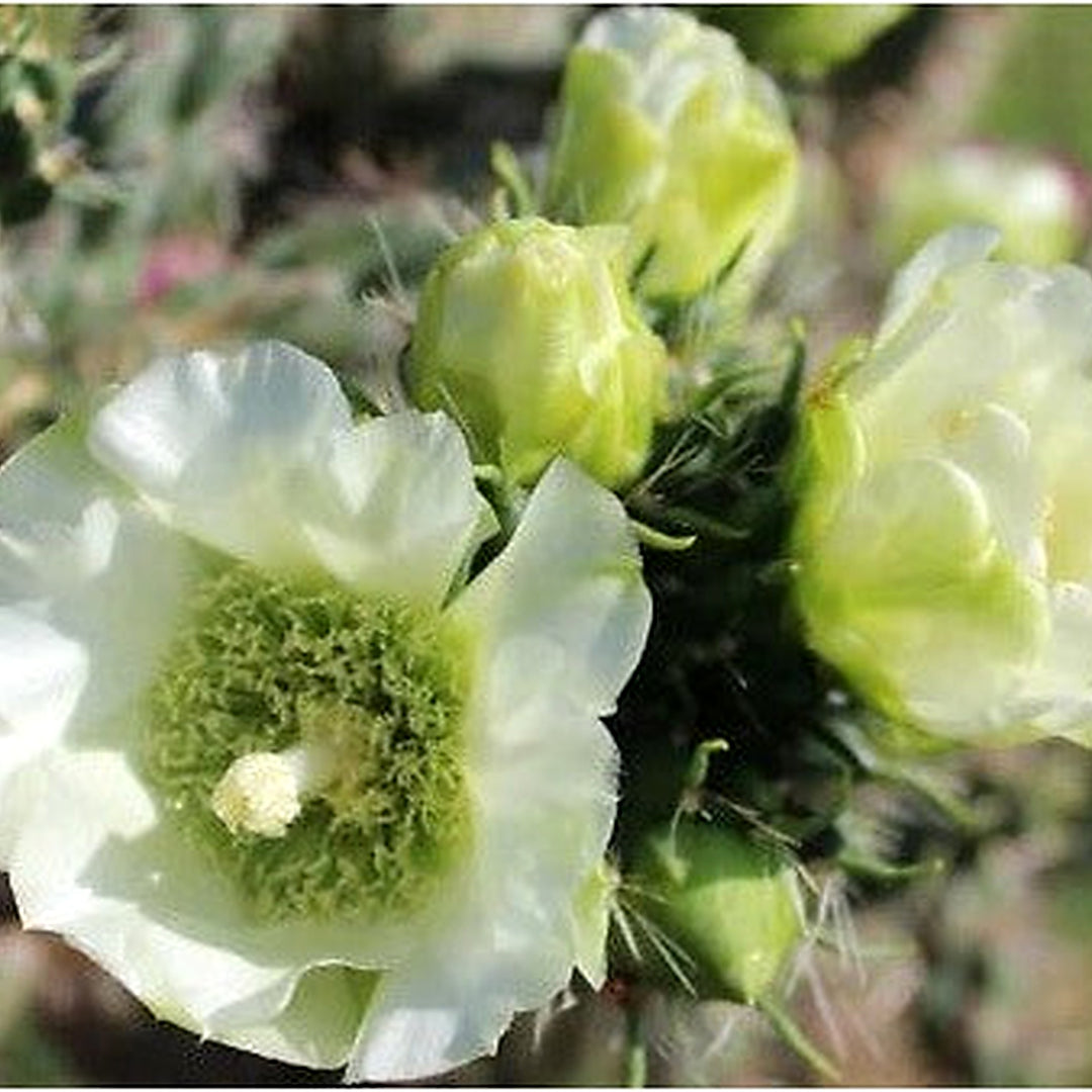 White Cholla Imbricata Cold Hardy Shrub Cactus Rare Flowers Heirloom Non Gmo Flower Seeds Home [neera-v5-161fae82d7053b93b746]