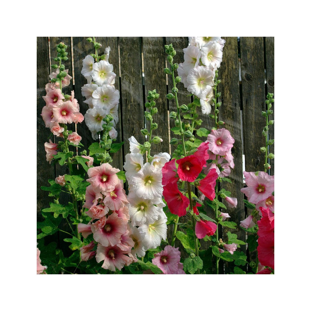 Nic Hollyhock Flower For Planting Heirloom Non Gmo Flower Seeds for Home Garden Planting, Lush [neera-v5-1625b6eae2e234c7555f]