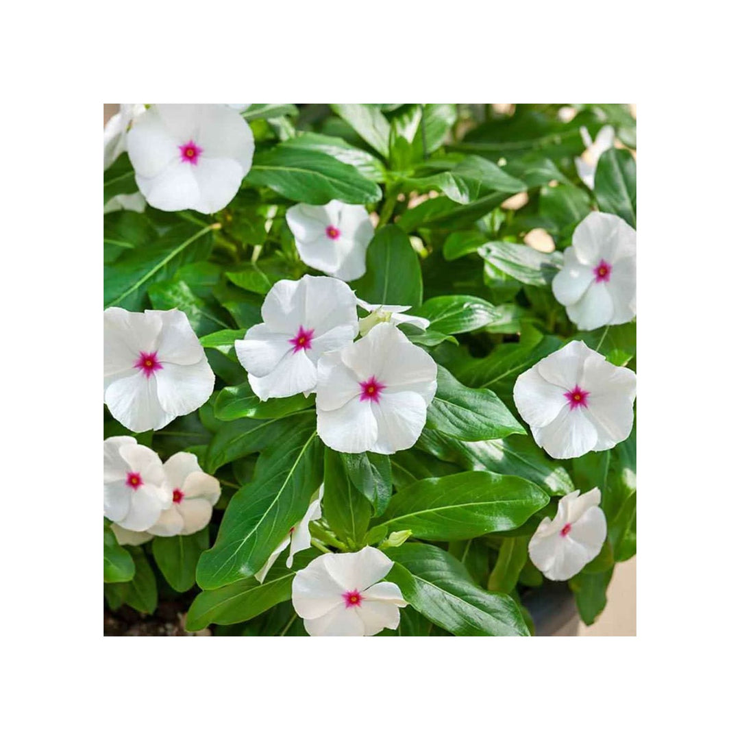 Heirloom Non Gmo Periwinkle Vinca Flower For Planting Hardy Ground Cover Garden Blooms Flower Seeds [neera-v5-16275d0f12a0f57883cf]