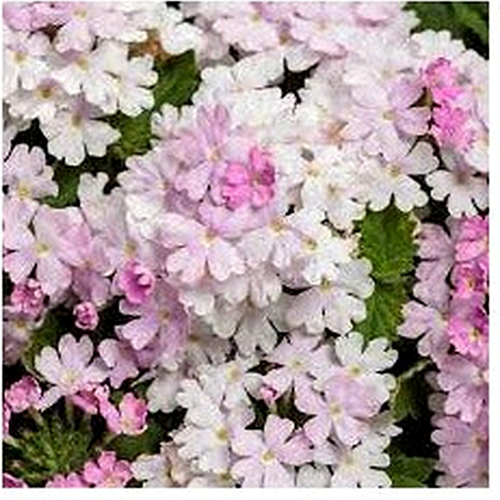 Organic Heirloom Light Pink Verbena Flower Seeds [neera-v5-162ac18bda1a40fbbb1c]