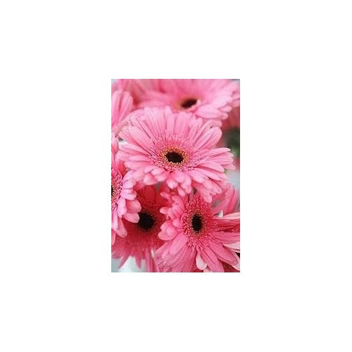 Pink Gerbera Flower Seeds for Planting [neera-v5-16368c41b66515d40f9d]